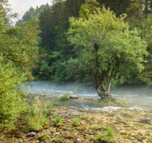 Baum im Fluss Radovna, Nebel, Slowenien, Europa Baum im Fluss Radovna, Nebel, Slowenien, Europa